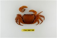 藏品(格雷陸方蟹)的圖片